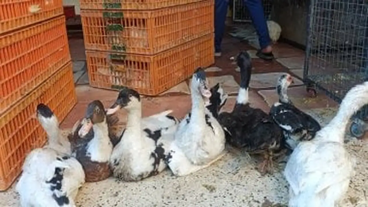 أسعار الدواجن والبط والحمام في الأقصر ترتفع اليوم الإثنين 15 ديسمبر 2025